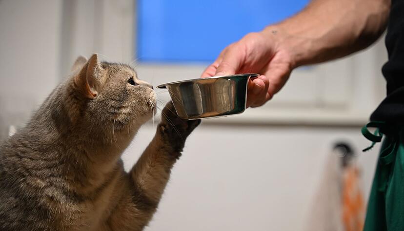 Katzen trinken oft zu wenig: Mehrere Wassernäpfe erhöhen die Trinkbereitschaft. Katzen trinken oft zu wenig: Mehrere Wassernäpfe erhöhen die Trinkbereitschaft.