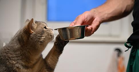 Katzen trinken oft zu wenig: Mehrere Wassernäpfe erhöhen die Trinkbereitschaft. Katzen trinken oft zu wenig: Mehrere Wassernäpfe erhöhen die Trinkbereitschaft.