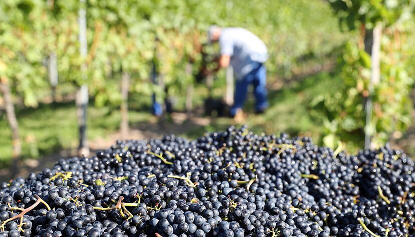 Baden-Württemberg bietet eine große Weinvielfalt und Fülle, bescheinigen die Experten. Baden-Württemberg bietet eine große Weinvielfalt und Fülle, bescheinigen die Experten.