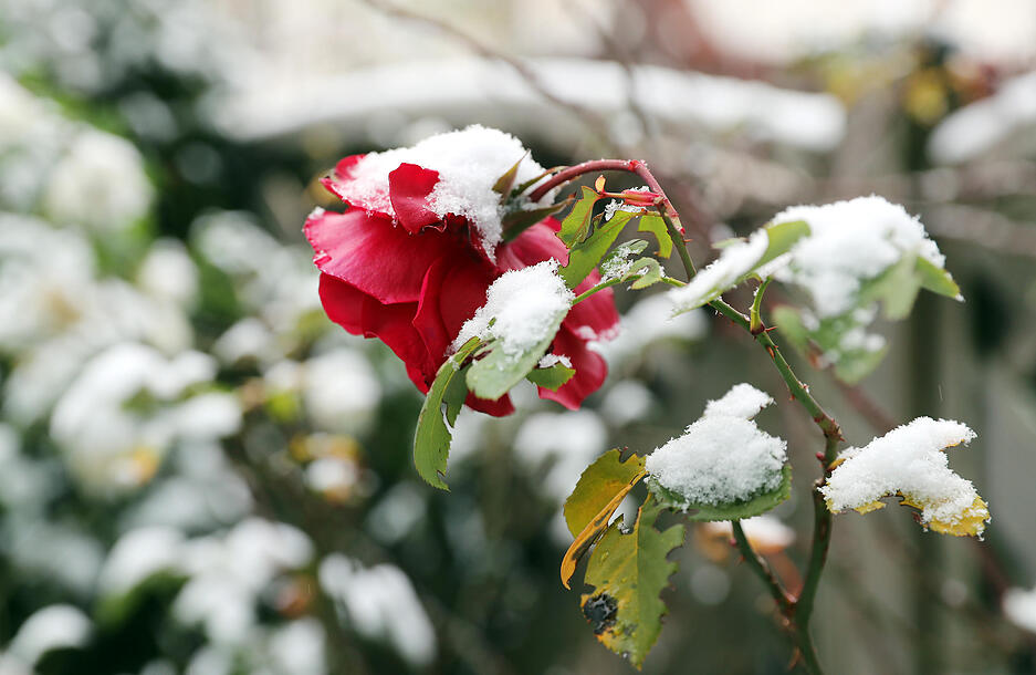 Erster Schneefall zum dritten Advent