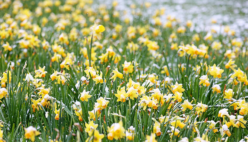 Schnee im April, Neckarsulm