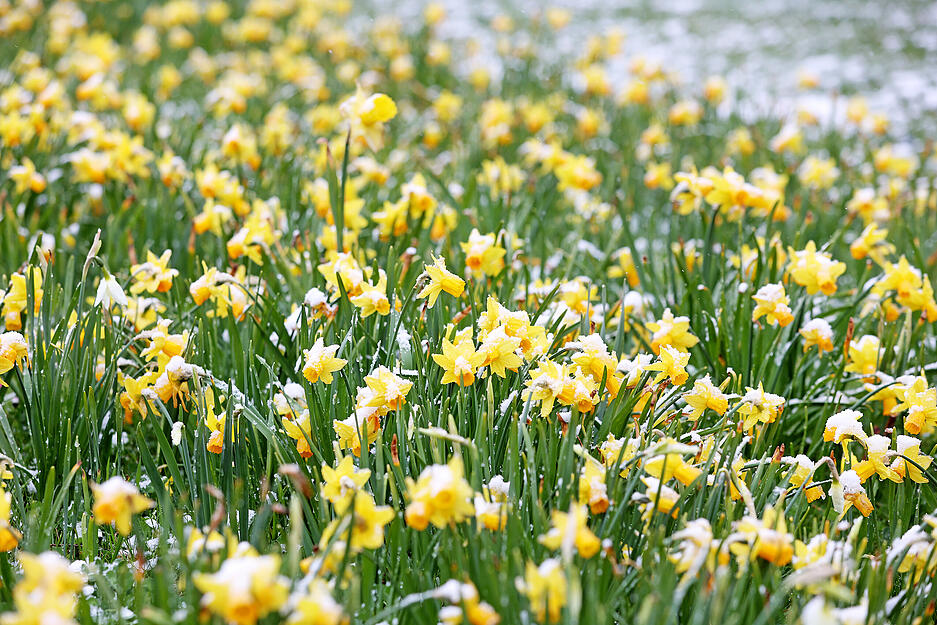 Schnee im April, Neckarsulm