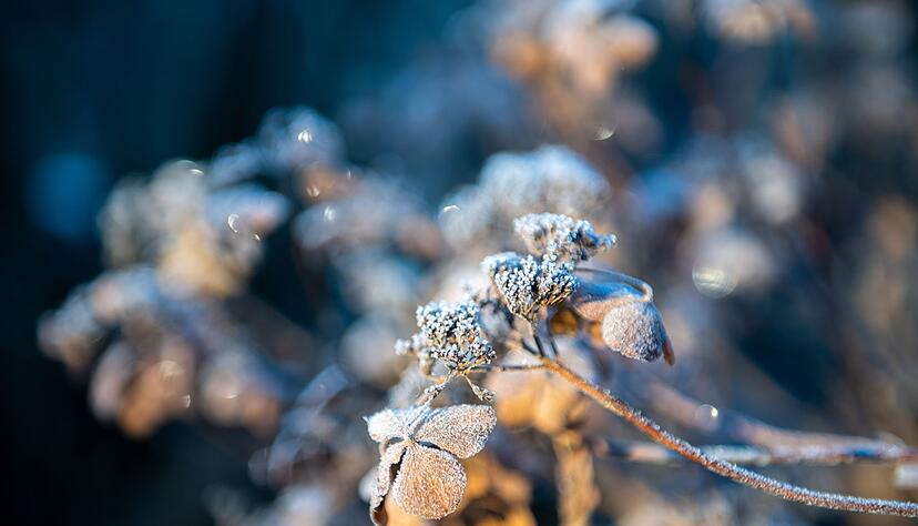 Raureif im Garten: N&uuml;tzlinge suchen in den kalten Monaten Schutz in nat&uuml;rlichen Winterquartieren.