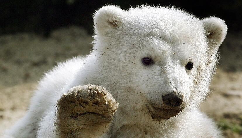 Eisbär-Baby Knut grüßt 2007 mit erhobener Tatze. Eisbär-Baby Knut grüßt 2007 mit erhobener Tatze.