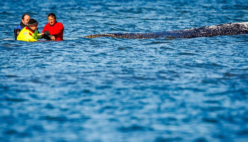 Einer von vielen Menschen direkt am Wal: Minister Backhaus fasst das geschw&auml;chte Tier an.
