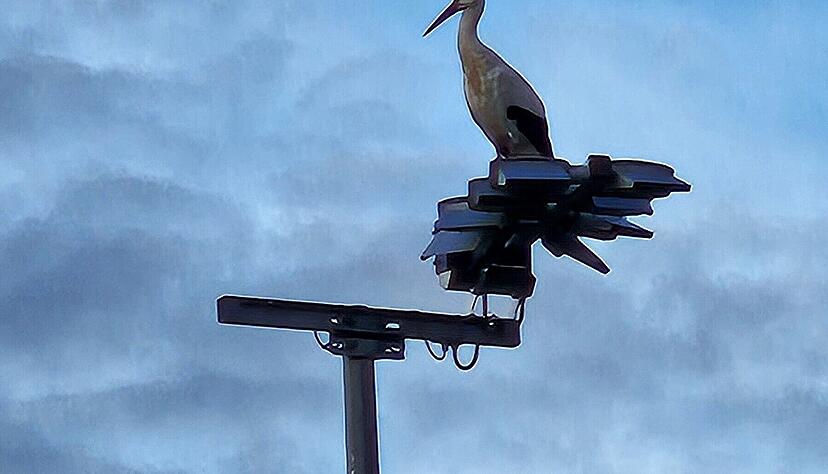 Die Cleebronner Störche waren Anfang des Jahres plötzlich heimatlos.