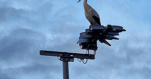 Die Cleebronner Störche waren Anfang des Jahres plötzlich heimatlos.