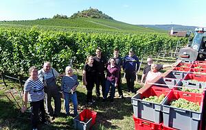 Weinlese der Familie Beyl am Michaelsberg. Foto: Christian Gleichauf