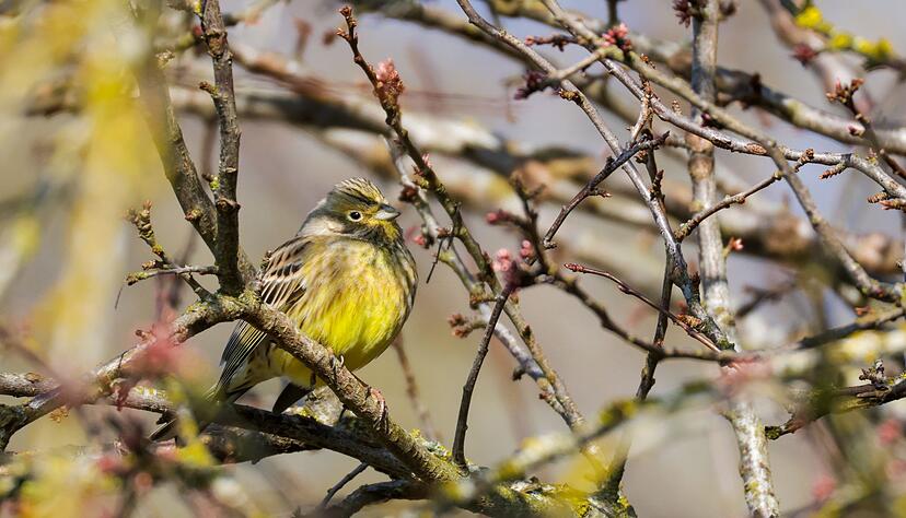 Auch die V&ouml;gel lockt es in die Sonne.