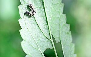 Fraßspuren: Hier ist eine Raupe am Werk, vielleicht die des Distelfalters? Foto: Christian Gleichauf Fraßspuren: Hier ist eine Raupe am Werk, vielleicht die des Distelfalters? Foto: Christian Gleichauf