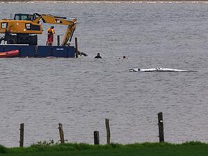 Rettungsaktion f&uuml;r "Timmy".