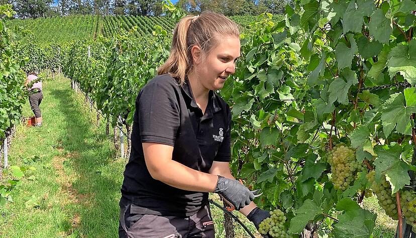 Die ganze Familie hilft mit, wenn gelesen wird. Heute braucht Familie H&auml;fele f&uuml;r den Chardonnay nur eine Bekannte zur Unterst&uuml;tzung. An Hauptlesetagen ist mehr Betrieb in den Weinbergen am Lindelberg.