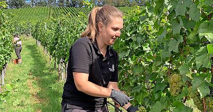 Die ganze Familie hilft mit, wenn gelesen wird. Heute braucht Familie H&auml;fele f&uuml;r den Chardonnay nur eine Bekannte zur Unterst&uuml;tzung. An Hauptlesetagen ist mehr Betrieb in den Weinbergen am Lindelberg.