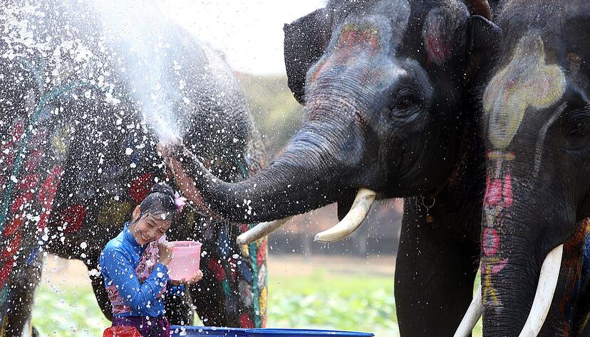 In der ehemaligen Hauptstadt Ayutthaya spritzen auch Elefanten munter mit.