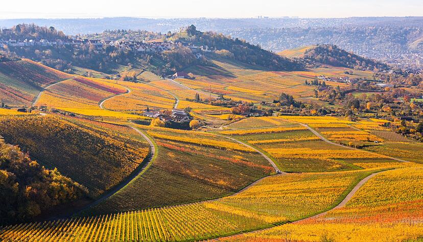 Sonne auf den Weinbergen rund um den Kappel- und Rotenberg: Die Experten des Deutschen Wetterdienstes erwarten fast schon fr&uuml;hlingshafte Temperaturen. (Archivbild)