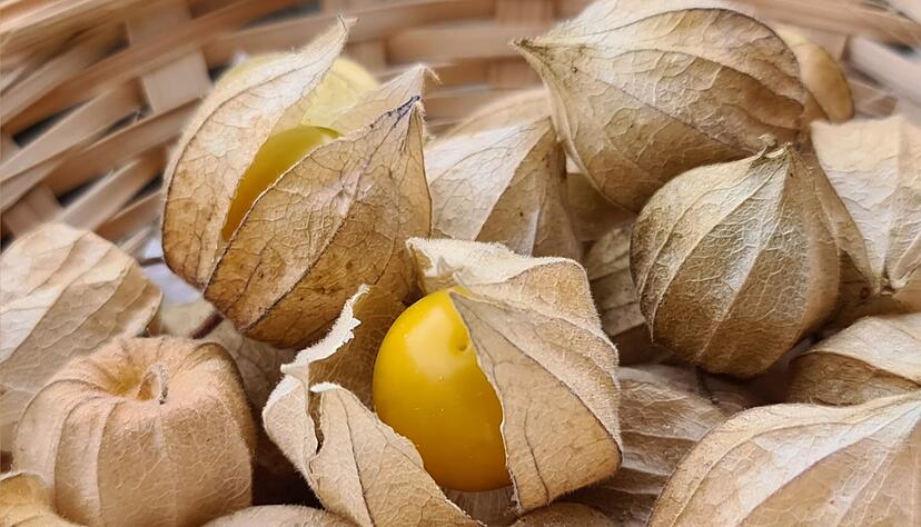 Die reifen Früchte der Physalis peruviana sind orange - das sieht man aber erst, wenn man sie aus ihrer Schutzhülle befreit. Die reifen Früchte der Physalis peruviana sind orange - das sieht man aber erst, wenn man sie aus ihrer Schutzhülle befreit.