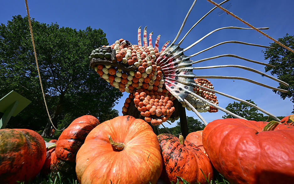 Ein Feuerfisch aus K&uuml;rbissen ist im Park im Bl&uuml;henden Barock in Ludwigsburg im Rahmen der K&uuml;rbisausstellung aufgebaut. Gestaltet wurden die Figuren vom Cleebronner Pit Ruge und seinem Team.