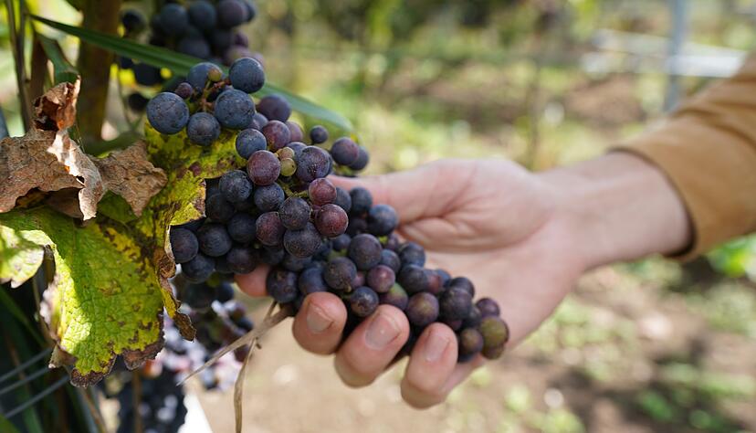 Die Anbaufläche für Biowein hat sich in den vergangenen 20 Jahren fast verzehnfacht.