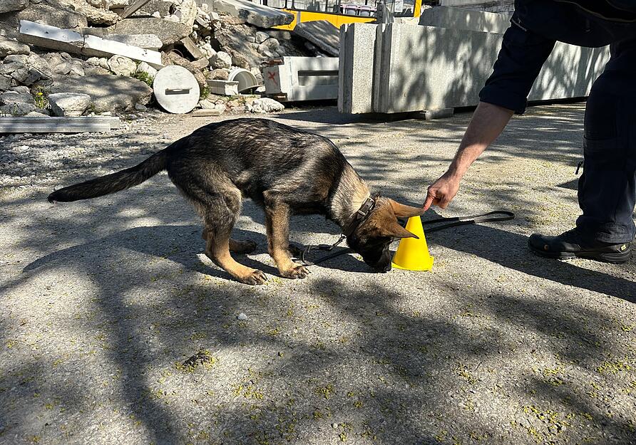Fr&uuml;hes Training zur Gew&ouml;hnung an verschiedene Umgebungen und Tiere.