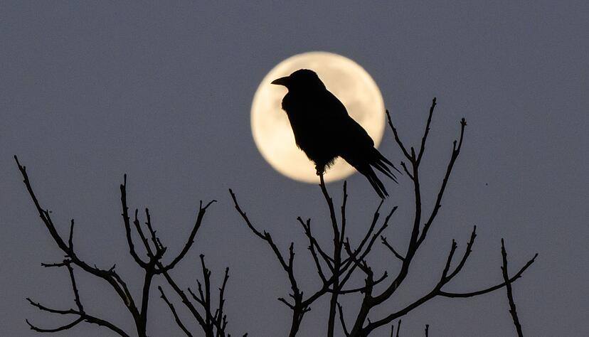 Faktoren wie Licht, die Tagesstruktur, psychische Verfassung sowie die Umgebung haben einen gro&szlig;en Einfluss auf unseren Schlaf, sagt Chronobiologe Spitschan. (Archivbild)