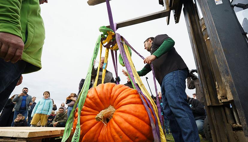 Der Sieger-K&uuml;rbis der Paulinenpflege Winnenden mit etwa 594 Kilogramm.