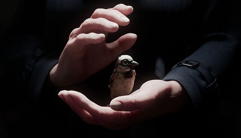 Der Kurzfilm «A Sparrow's Song» gehört zu den großen Gewinnern der Preisverleihung. Der Kurzfilm «A Sparrow's Song» gehört zu den großen Gewinnern der Preisverleihung.