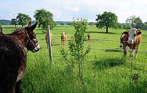 Wer bist du denn? Wenn man unterwegs überhaupt jemanden trifft, dann meist tierische Bauernhofbewohner.
