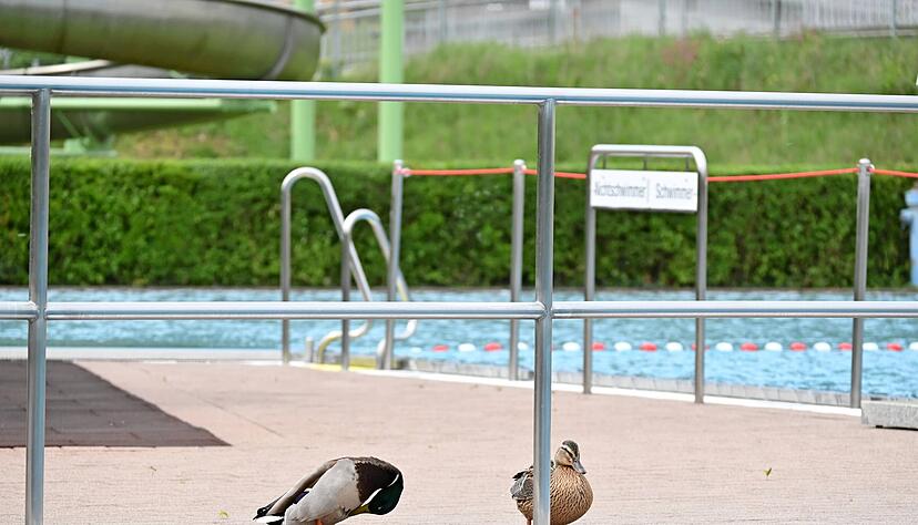 Nur wenige Besucher waren am ersten Tag im Freibad Niedernhall. Zu kalt und zu windig war es. Gut so für ein Entenpaar, das so nach seinen Schwimmübungen ungestört am Rand ruhen konnte.
Foto: Katrin Draskovits Nur wenige Besucher waren am ersten Tag im Freibad Niedernhall. Zu kalt und zu windig war es. Gut so für ein Entenpaar, das so nach seinen Schwimmübungen ungestört am Rand ruhen konnte.
Foto: Katrin Draskovits