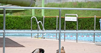 Nur wenige Besucher waren am ersten Tag im Freibad Niedernhall. Zu kalt und zu windig war es. Gut so für ein Entenpaar, das so nach seinen Schwimmübungen ungestört am Rand ruhen konnte.
Foto: Katrin Draskovits Nur wenige Besucher waren am ersten Tag im Freibad Niedernhall. Zu kalt und zu windig war es. Gut so für ein Entenpaar, das so nach seinen Schwimmübungen ungestört am Rand ruhen konnte.
Foto: Katrin Draskovits