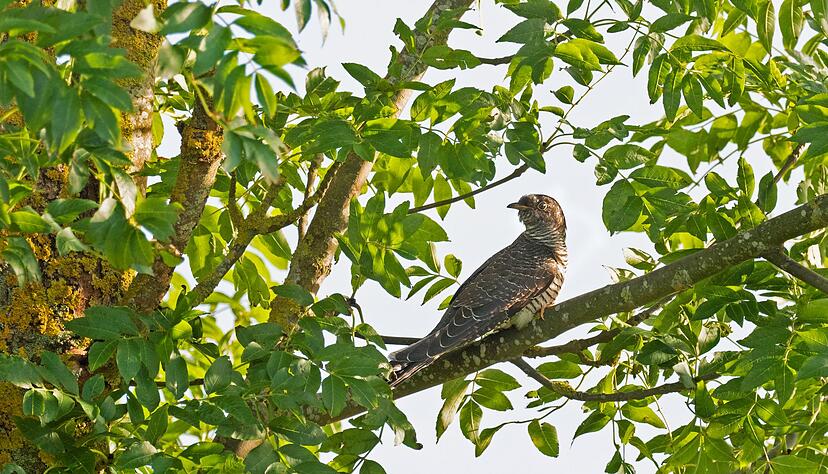 Bei den Kuckucken h&ouml;rt man in der Regel nur die M&auml;nnchen rufen. (Symbolbild)