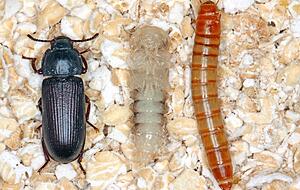 Die Metamorphose des &bdquo;Tenebrio molitor&ldquo;: Rechts der Mehlwurm, der sich verpuppt (Mitte) und dann als fertiger Mehlk&auml;fer (links) schl&uuml;pft.