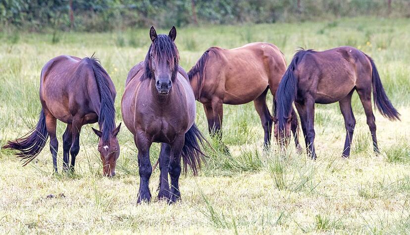 In Alfdorf ist ein Pferd gestohlen worden. (Symbolbild) In Alfdorf ist ein Pferd gestohlen worden. (Symbolbild)