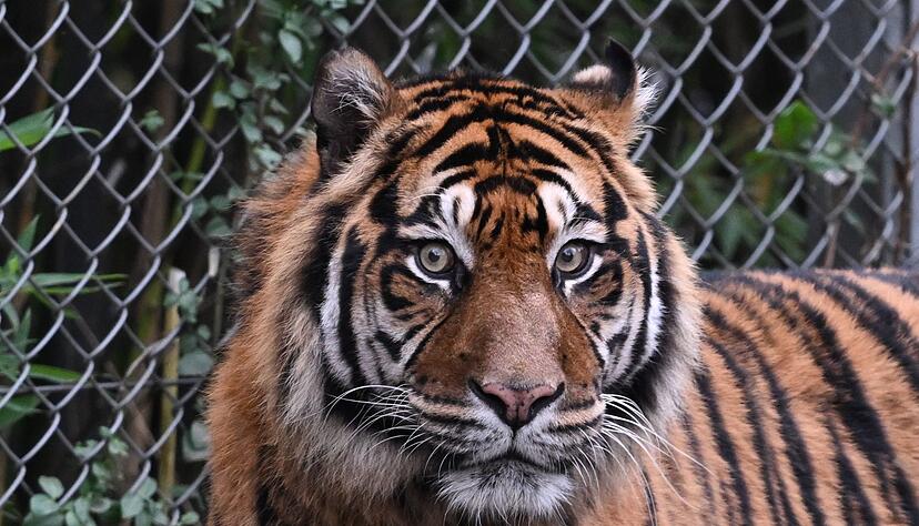 Sumatra-Tiger kommen nur auf der gleichnamigen Insel vor, aber es werden immer weniger. (Archivbild)