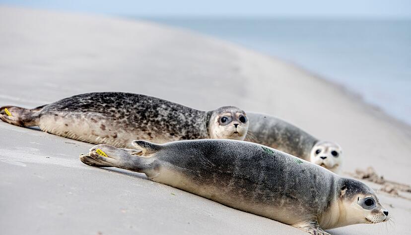 An der Ostspitze von Juist robben die aufgep&auml;ppelten Jungtiere Hubi, Steve und Scotty Richtung Nordsee.