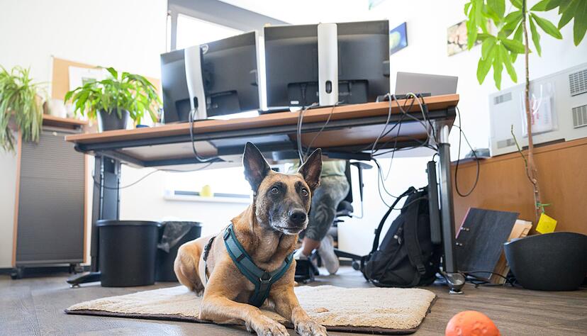 Am Arbeitsplatz braucht der Hund ein ungestörtes Plätzchen zum Ausruhen. Am Arbeitsplatz braucht der Hund ein ungestörtes Plätzchen zum Ausruhen.