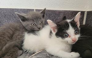 Das Tierheim Heilbronn ist vor allem mit Katzen überfüllt. Die Lage ist bundesweit dramatisch: Tierschützer haben einen Brandbrief formuliert.
Foto: Tierheim Heilbronn Das Tierheim Heilbronn ist vor allem mit Katzen überfüllt. Die Lage ist bundesweit dramatisch: Tierschützer haben einen Brandbrief formuliert.
Foto: Tierheim Heilbronn