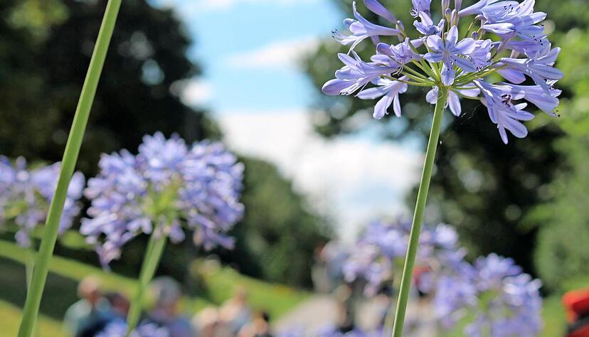 Mit dem Blau des Himmels konkurrieren die gro&szlig;en Agapanthus-Bl&uuml;ten. Impressionen vom Gartenschaugel&auml;nde gibt es auf 256 Seiten des Laga-Buches.Fotos: Yvonne Tscherwitschke