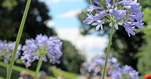 Mit dem Blau des Himmels konkurrieren die gro&szlig;en Agapanthus-Bl&uuml;ten. Impressionen vom Gartenschaugel&auml;nde gibt es auf 256 Seiten des Laga-Buches.Fotos: Yvonne Tscherwitschke