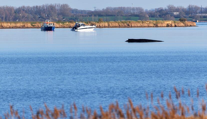 &Uuml;ber Tage hat der festsitzende Wal Deutschland besch&auml;ftigt.