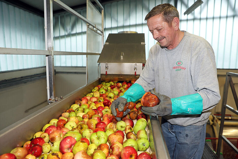 Begutachtung der Äpfel, bevor sie bei Beil Fruchtsäfte in die Presse gehen
