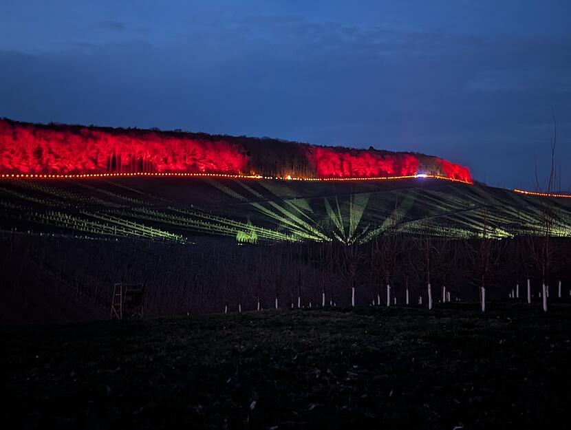 Das Siebeneicher Himmelreich war 2025 Schauplatz des traditionellen Rebenglühens. Die Weinberge werden im Dunkeln hell erleuchtet.
