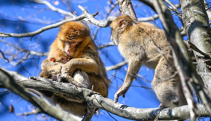Der Affenberg feiert in diesem Jahr sein 50-j&auml;hriges Bestehen. (Archivbild)