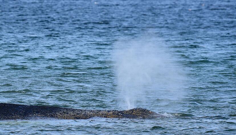 Der gestrandete Buckelwal hat eine gesch&auml;tzte L&auml;nge von 12 bis 15 Metern.