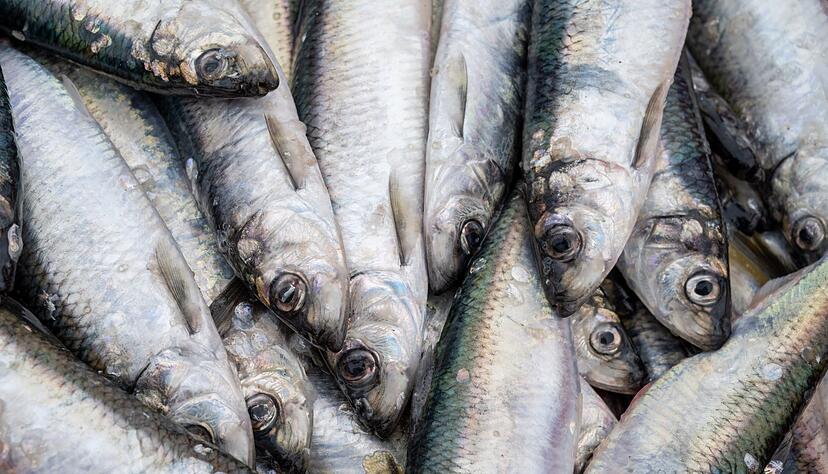 Wegen ihrer silbrig-glänzenden Körper werde Heringe auch oft Silberlinge genannt. Sie sind mit 15 bis 18 Prozent sehr fettreich, aber mit den gesunden ungesättigten Omega-3-Fettsäuren. Wegen ihrer silbrig-glänzenden Körper werde Heringe auch oft Silberlinge genannt. Sie sind mit 15 bis 18 Prozent sehr fettreich, aber mit den gesunden ungesättigten Omega-3-Fettsäuren.