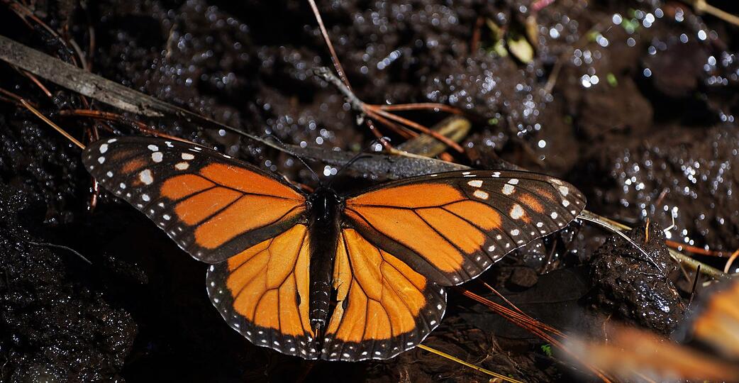 Monarchfalter wandern jedes Jahr zwischen Kanada, den USA und Mexiko. (Archivbild)