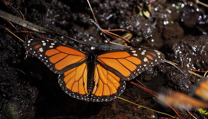 Monarchfalter wandern jedes Jahr zwischen Kanada, den USA und Mexiko. (Archivbild)
