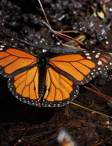Monarchfalter wandern jedes Jahr zwischen Kanada, den USA und Mexiko. (Archivbild)