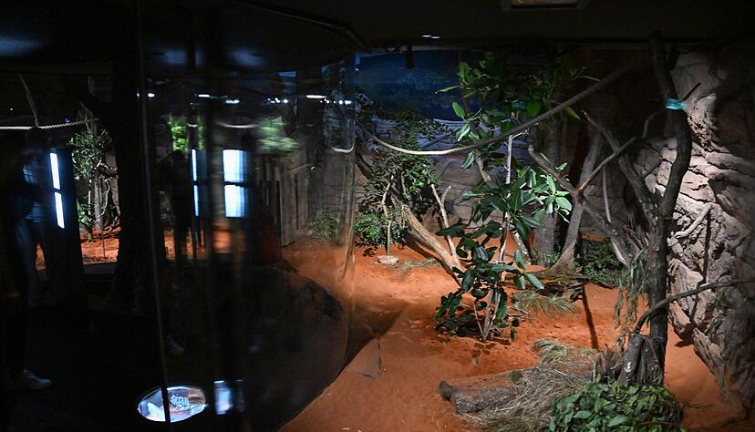 In der Wilhelma musste ein Koala eingeschl&auml;fert werden. (Archivbild)