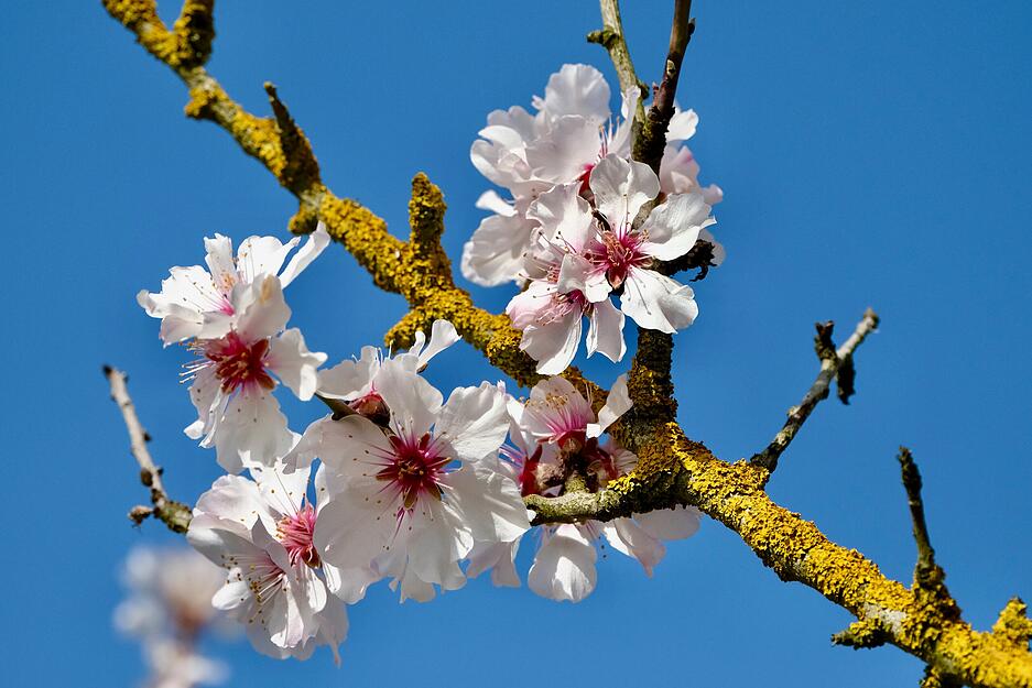 Sie sind ein beliebtes Fotomotiv. Die Mandelbl&uuml;ten k&uuml;ndigen den Fr&uuml;hling an.