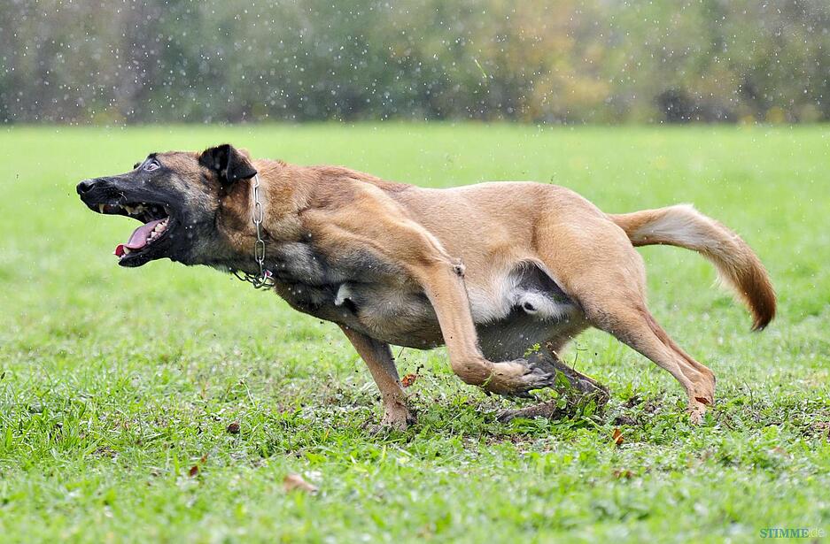 Polizeihundstaffel Offenau Polizeihundstaffel Offenau